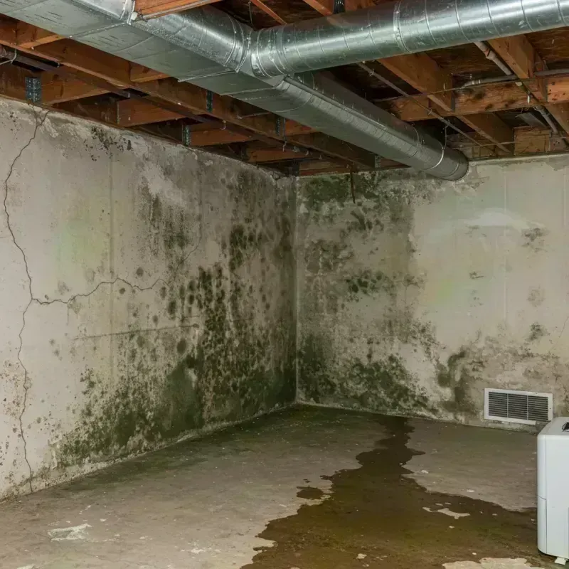 Professional Mold Removal in Palenville, NY